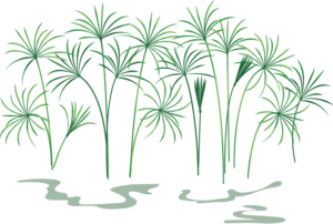 Reeds